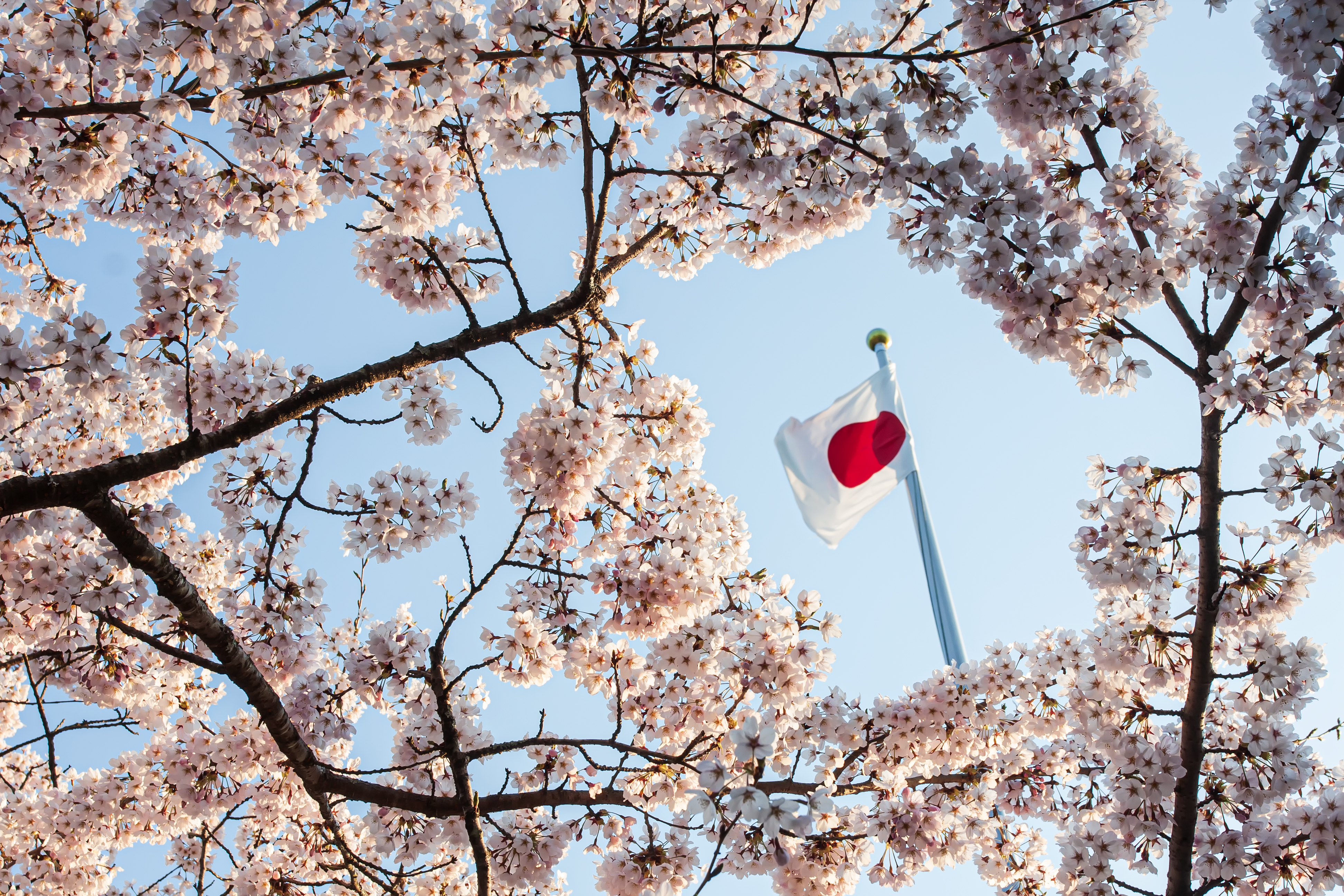 Beautiful flowers are cherry blossom or blooming sakura, against the background of the flag of Japan