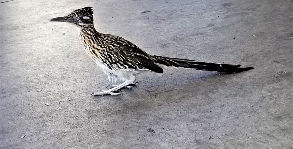 Roadrunner! New Mexico State Bird! NOMINATED!!