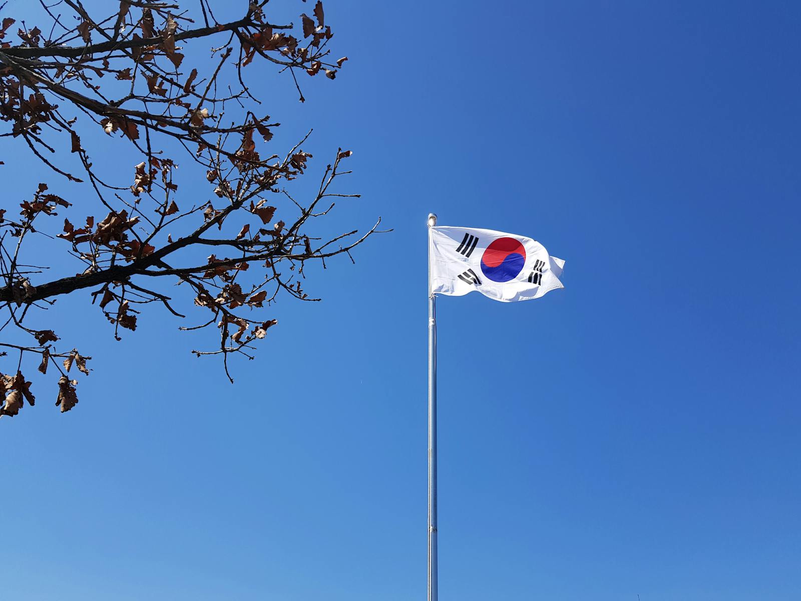 South Korean flag on a flagpole against a vibrant blue sky with tree branches.