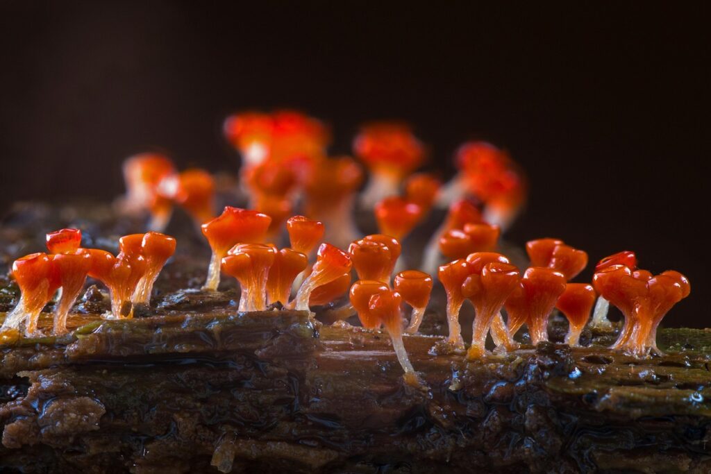 slime mold, trichia decipiens, single celled organisms, amoeba, myxomycetes, slime mold, amoeba, amoeba, amoeba, amoeba, amoeba