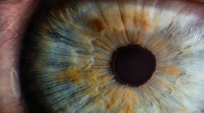 macro photography of human eye